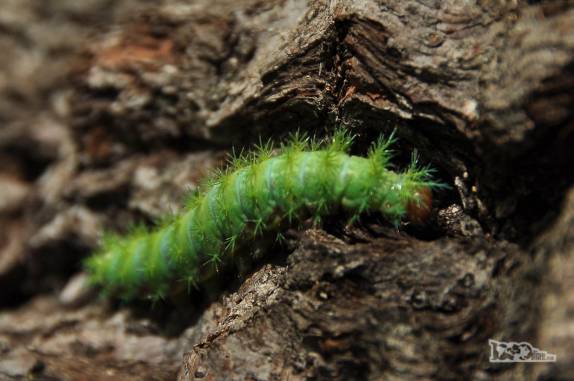 Olha só o tipo da lagarta, no Parque Nacional Radal Siete Tazas, no centro-sul do Chile. Será que é venenosa?